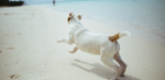 A Jack Russell Terrier-type dog with tan markings running on a beach, viewed from behind.
