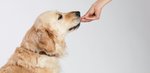 A close-up shot of a golden retriever dog's head in profile, facing right, with a human hand offering it a treat against a white background.