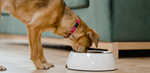 A tan and brown dog wearing a pink collar eats from a white bowl on a light-colored floor.