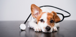 Your Dog’s Immune System: How to Keep it Happy & Healthy