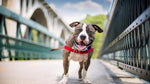 A brown and white dog stands on a bridge, wearing a red harness, with its tongue out and eyes squinting in a smile.